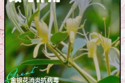 金銀花有6個(gè)害處金銀花的功效與作用和主治