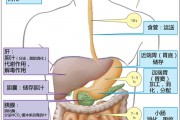 食物通過胃腸道各部位的大致時間及某些事情的個人推測