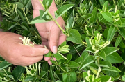 金銀花種植效益如何金銀花種植效益