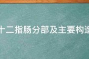 十二指腸分部及主要構造