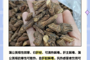 蒲公英起什么作用和功效,蒲公英根的功效與主治