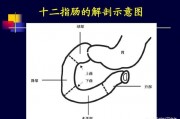 十二指腸處痛，飯后能減輕是什么原因？