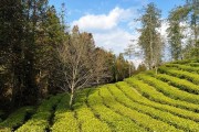 茶海是用來(lái)干嘛的茶海