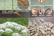 茯苓白芷的功效與作用茯苓白芷是什么