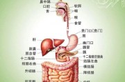 如何判斷腸道是否健康？