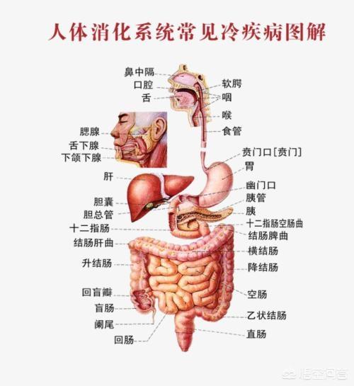 我們肚里的腸子真的有“九曲十八彎”嗎<strong>腸道</strong>？