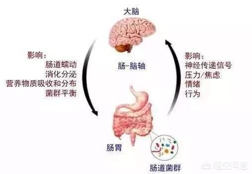 腸道為什么戲稱是人體第二大腦<strong>腸道</strong>？