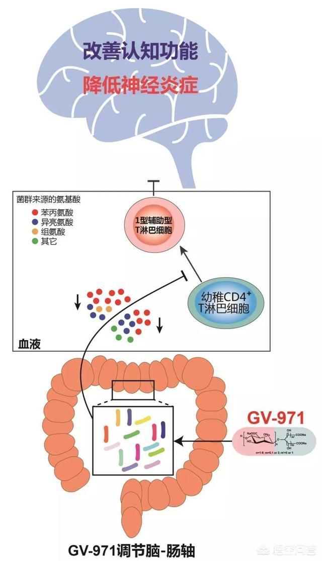 腸道為什么戲稱是人體第二大腦<strong>腸道</strong>？