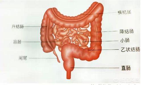 腸道不好怎么辦<strong>腸道</strong>，如何清理腸道？