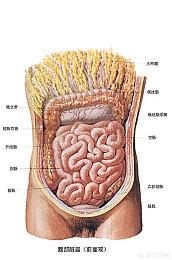 要長壽先腸壽<strong>腸道</strong>，如何保護腸道健康？