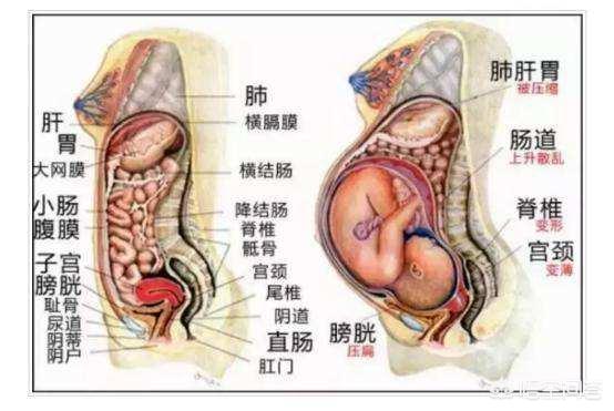 懷孕之后媽媽的內臟被擠到哪里去了<strong>腸道</strong>，會不會變小啊？