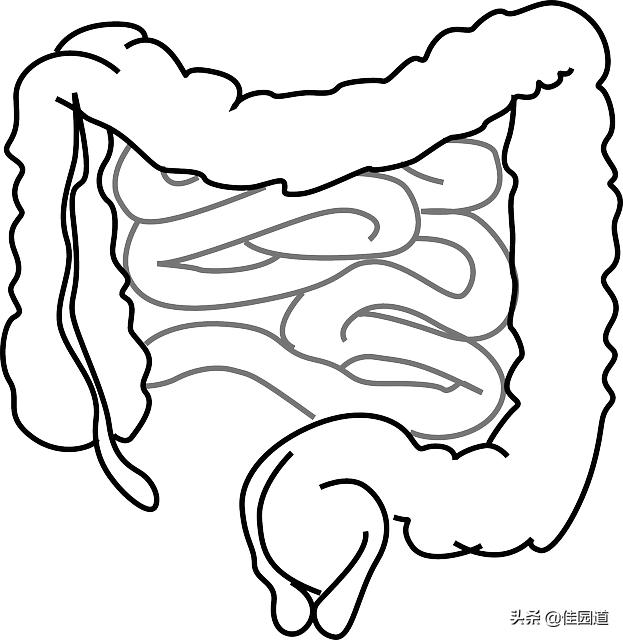 腸胃隱痛<strong>腸道</strong>，什么原因？