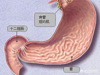 什么是十二指腸胃反流<strong>十二指腸</strong>？