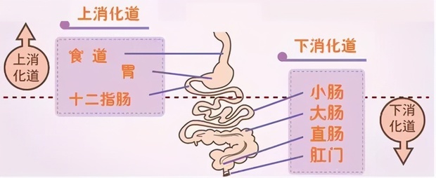 十二指腸潰瘍怎么辦呢<strong>十二指腸</strong>？