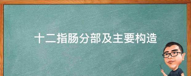 十二指腸分部及主要構造