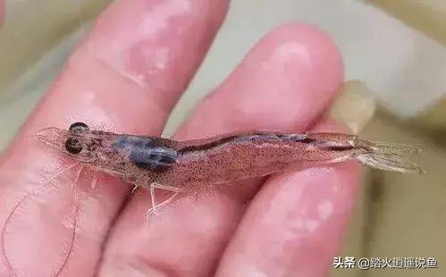 養殖魚蝦<strong>腸胃炎</strong>，遇到魚蝦腸炎怎么辦？有好的治療方法和技巧嗎？