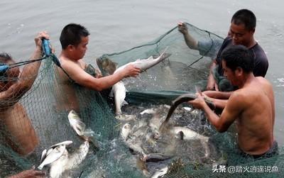 養殖魚蝦<strong>腸胃炎</strong>，遇到魚蝦腸炎怎么辦？有好的治療方法和技巧嗎？