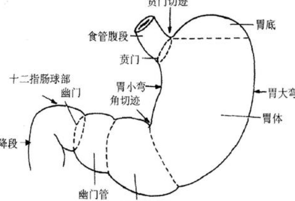 十二指腸在人體外表位置