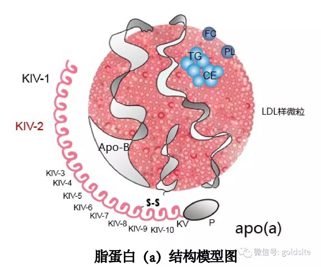 載脂蛋白b偏高一點點正常嗎載脂蛋白b偏高