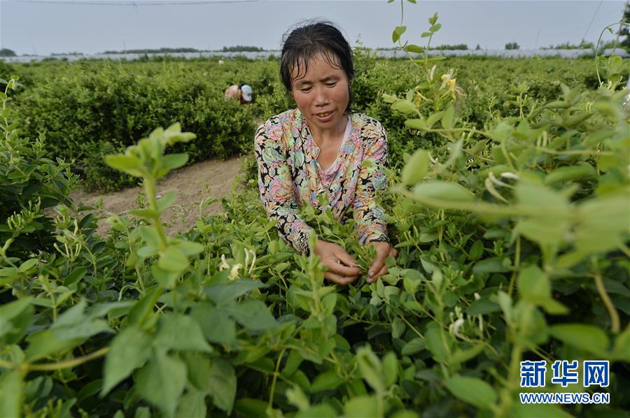 金銀花種植技術與栽培管理金金銀花種植技術與栽培管理