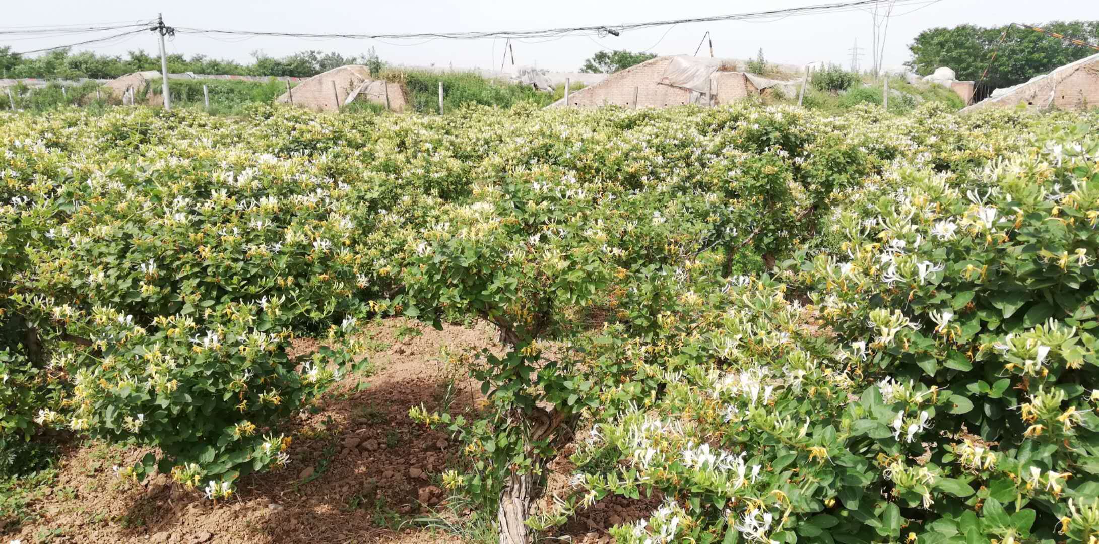 金銀花幾月份種植金銀花哪個季節種最好