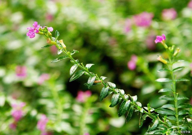 菊花殘滿天星是誰大葉香菜種子哪里有售