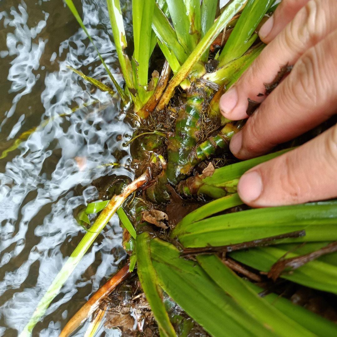 石菖蒲的功效與作用石菖蒲的功效與作用主要治什么病用量