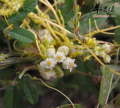 菟絲子的功效與作用害處菟絲子的功效與作用