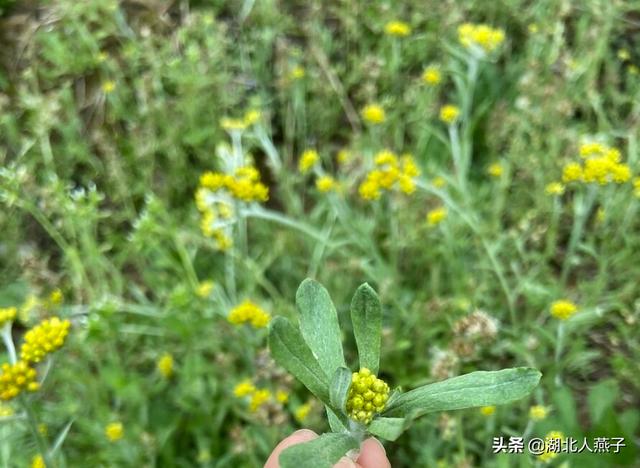 失眠最怕一種野菜直腸炎晚什幺最好,失眠最怕一種野菜