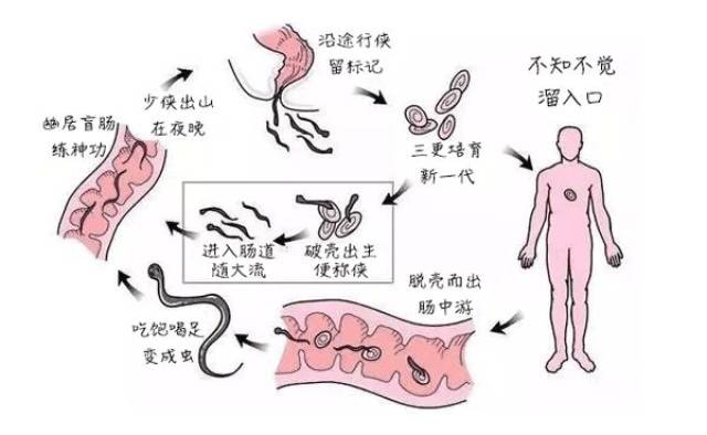 菊花癢是什么原因怎么處理,菊花癢是什么原因