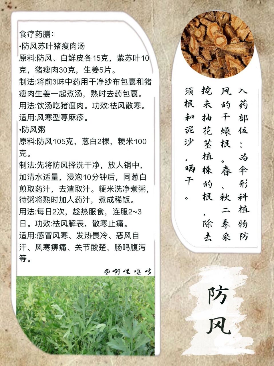 防風的功效與作用,防風的功效與作用及禁忌