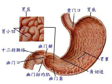 間質瘤是什么性質的瘤胃腸道間質瘤