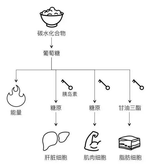 甘油三脂33算不算高甘油三脂