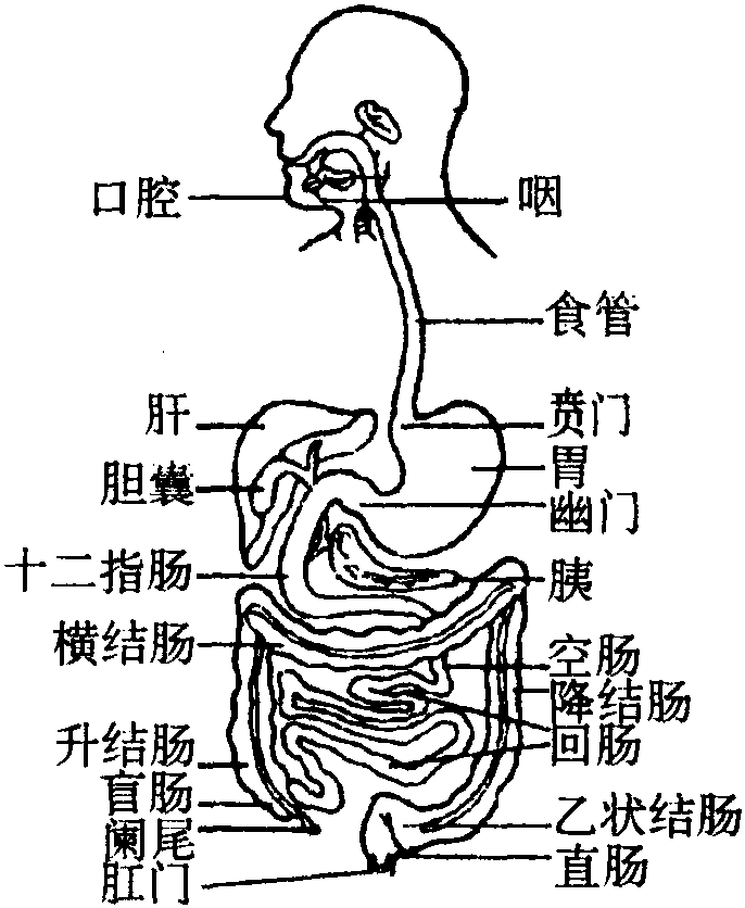 消化系統圖解,消化系統圖